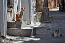 DSC_1496.jpg
